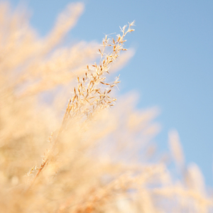 另类屎尿恋物视频在线观看
